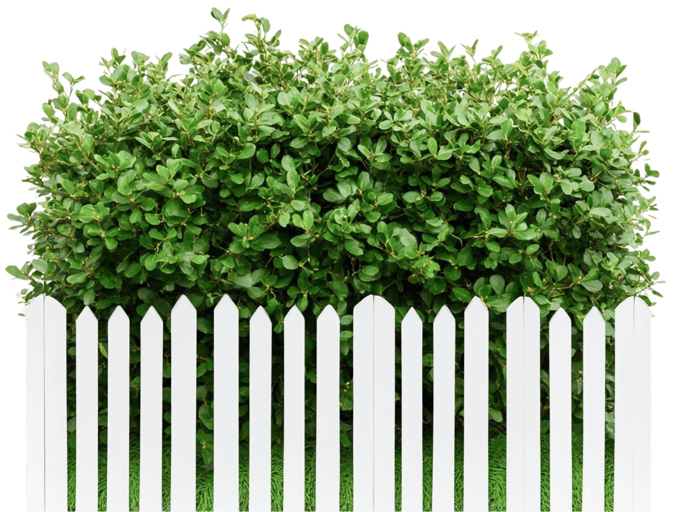 Weiße Gartenzaunmontage Mit Hecke